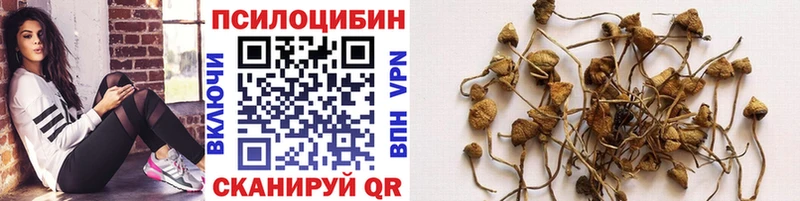 Псилоцибиновые грибы прущие грибы Осинники